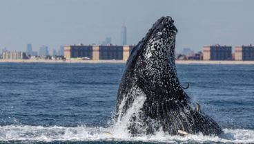 2014年、ニューヨーク沖で撮影されたザトウクジラPhoto: Artie Raslich / Getty Images